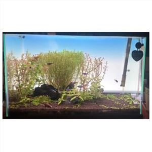 Akvariumo tankų šviesos ekranas